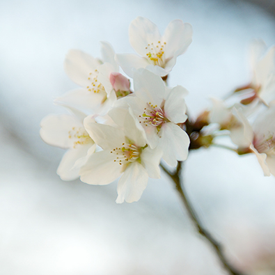 流川の桜並木 '2017 | うきはのはなし